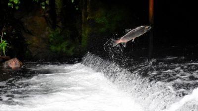 Астаксантин