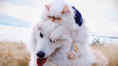 Весёлая дружба между «сварливым» котом и пушистой собакой
