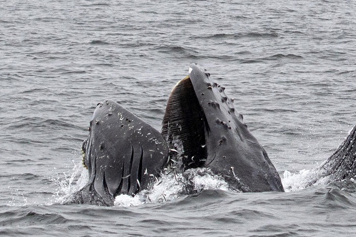 Киты решили пообедать перед судном туристов Киты решили пообедать перед судном туристов