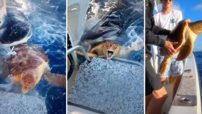 Сцена отчаянной битвы за выживание попала на видео