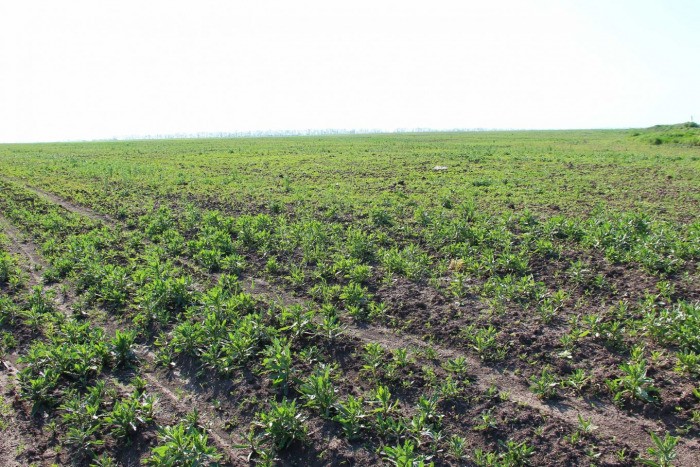 Однажды Конфуций шёл в гости к Кун Мие. По дороге он увидел, что многие поля заброшены и заросли сорняками Однажды Конфуций шёл в гости к Кун Мие. По дороге он увидел, что многие поля заброшены и заросли сорняками