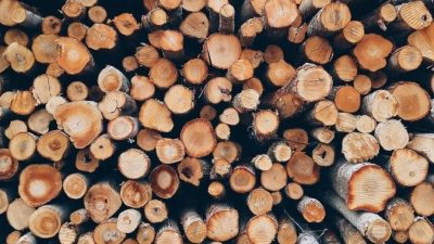 Китай истощает французские леса. Национальная федерация леса бьёт сигнал тревоги