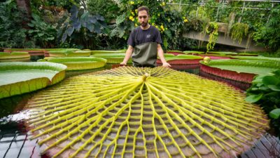 Королевские сады Кью попали в Книгу рекордов Гиннеса за 17000 растений