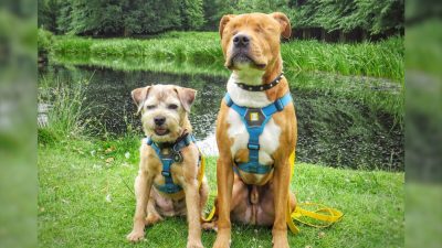 собака, слепой, дружба