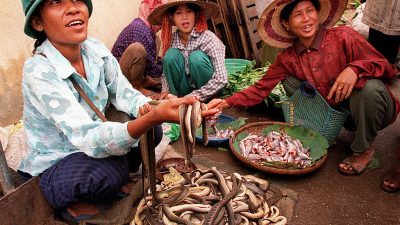 В крови жителей Камбоджи обнаружили антитела к коронавирусу