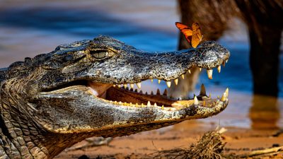 Аллигатор с бабочкой на носу