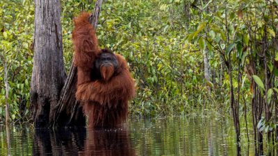 Купающийся орангутанг: забавные фотографии
