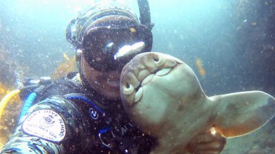 Нежная дружба аквалангиста и бычьей акулы