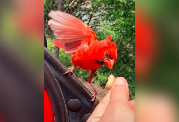 Кардинал Гай, птица