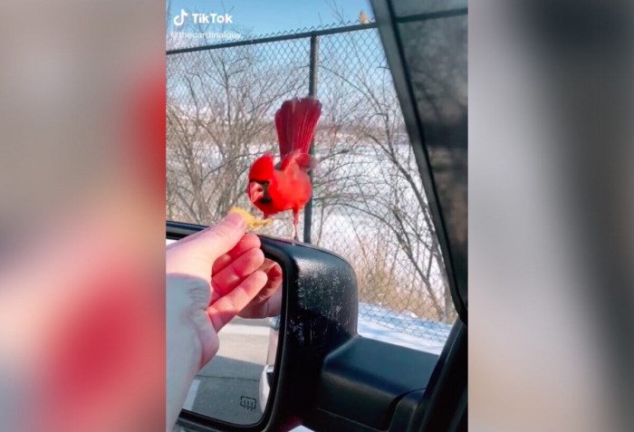 Кардинал Гай, птица