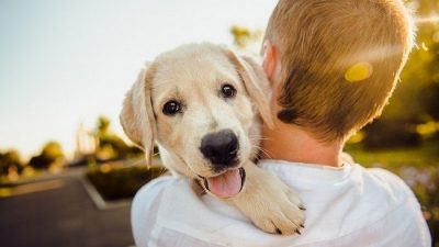 Карельский Хатико. Четвёртую неделю пёс ждёт хозяина на трассе