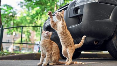 Интересные факты о кошках. Фото: / pexels.com / CC0 1.0   