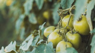 Икра из зелёных помидоров: отличная заготовка на зиму