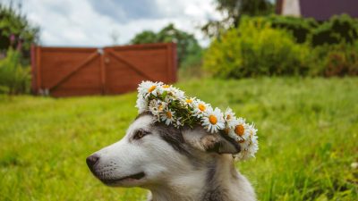 Собака упала замертво на глазах прохожих. Звонок в полицию их развеселил!