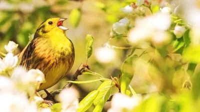 Записи показали, что во время дуэтов птицы поют синхронно, и это звучит так, как будто поёт одна птица. (Изображение: Костя Пазюк/Dreamstime)