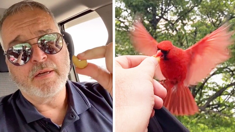 Кардинал Гай, птица