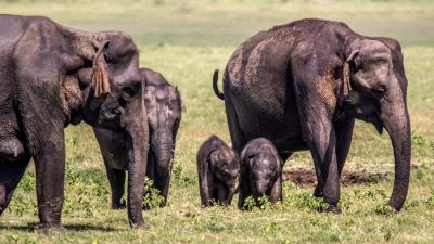 В Европе могут появиться дикие слоны