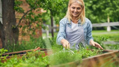Петрушка: мощный источник питательных веществ