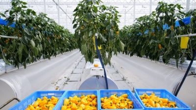 Овощи дороже свинины: китайцы жалуются на резкий рост цен