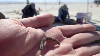 В американской пустыне найден табак возрастом 12300 лет