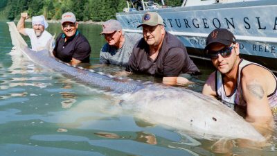 Гигантский осётр длиной 3,5 метра был пойман в Британской Колумбии