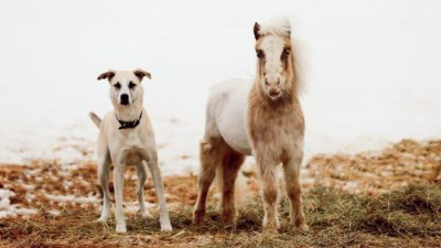 Спасённых лошадку и собаку объединяет особенная связь