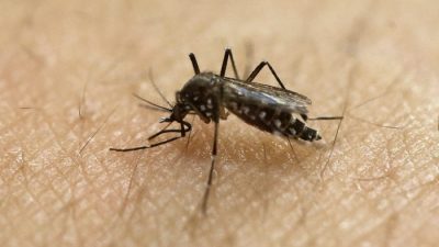 Учёные доказали вредоносное воздействие вируса Зика на мозг детей