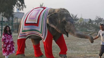 Добрые жители вяжут комбинезоны, чтобы согреть слонов