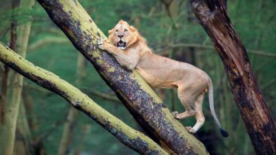 Буйволы загнали напуганного льва на дерево