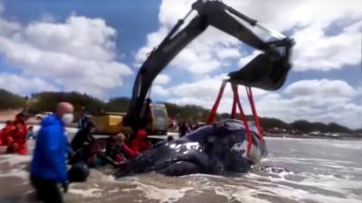 Аренда экскаватора для городских работ: кто предложит дешевле?