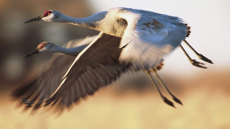 Пара канадских журавлей в полёте. (moosehenderson/Shutterstock)  | Epoch Times Россия
