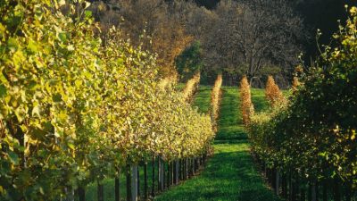 Поход по виноградникам Вены