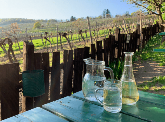 Поход по виноградникам Вены