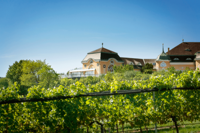 Поход по виноградникам Вены