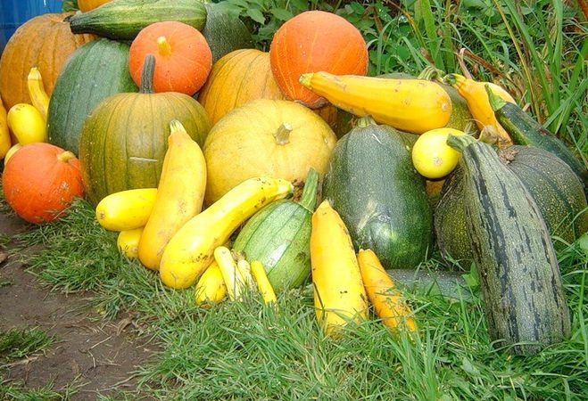 Тыквы, кабачки, цуккини. Фото: bolshoyvopros.ru | Epoch Times Россия