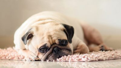 (Иллюстрация — fongleon356/Shutterstock)