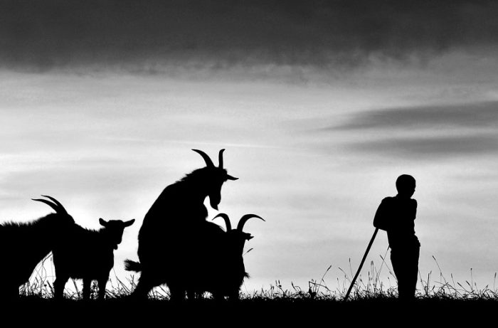 Фотопроект демонстрирует нежную связь между пастухами и их стадами