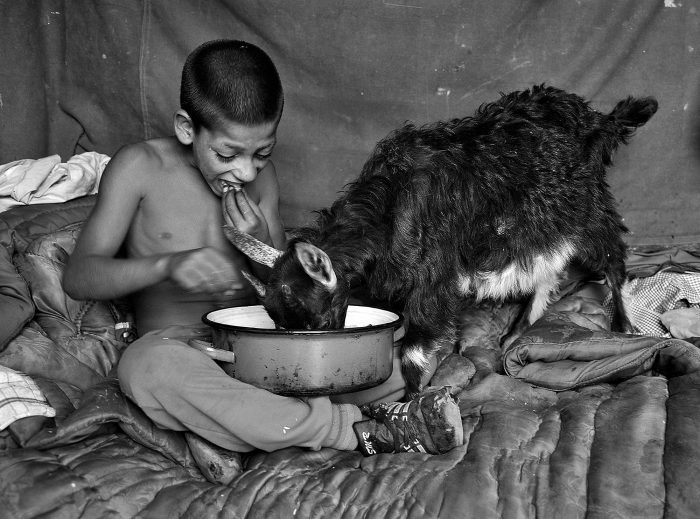 Фотопроект демонстрирует нежную связь между пастухами и их стадами