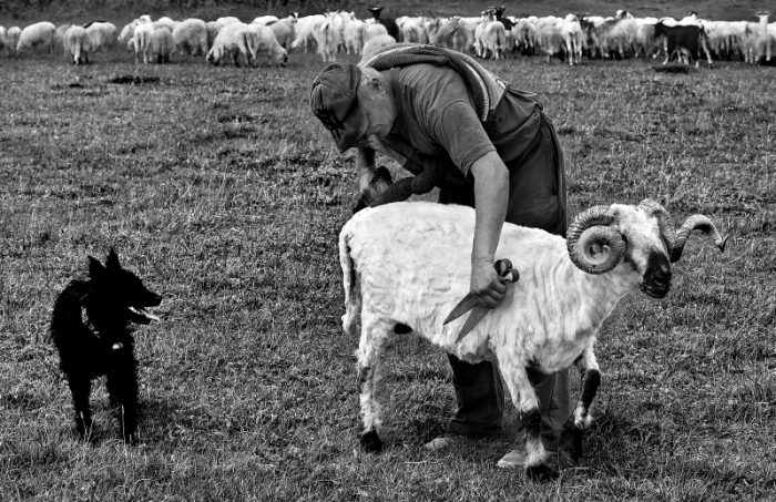 Фотопроект демонстрирует нежную связь между пастухами и их стадами