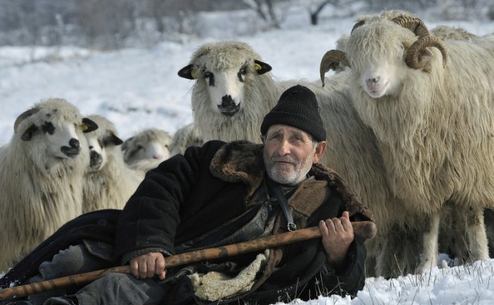 Фотопроект демонстрирует нежную связь между пастухами и их стадами