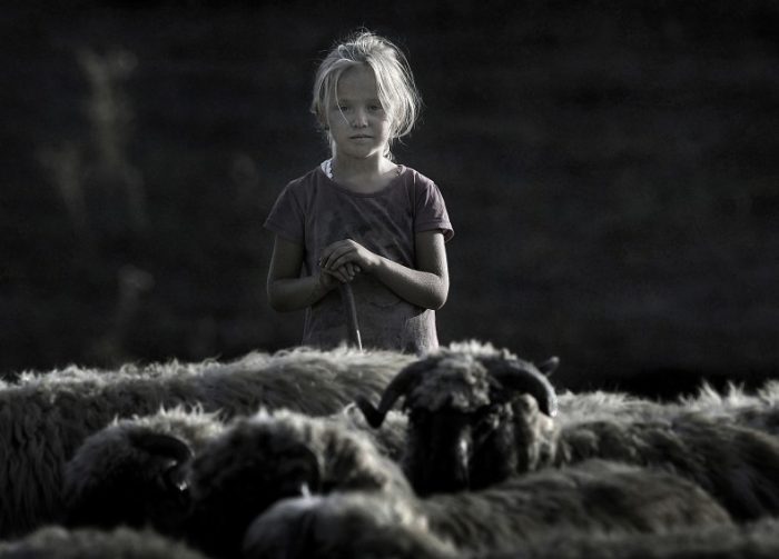 Фотопроект демонстрирует нежную связь между пастухами и их стадами