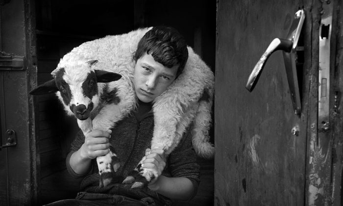 Фотопроект демонстрирует нежную связь между пастухами и их стадами