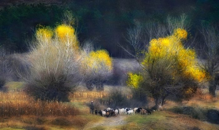 Фотопроект демонстрирует нежную связь между пастухами и их стадами