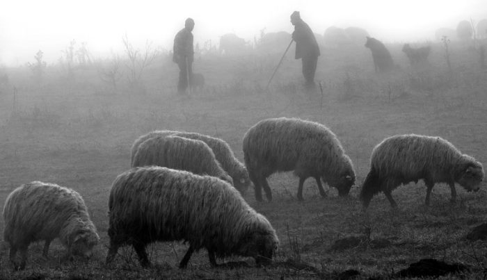 Фотопроект демонстрирует нежную связь между пастухами и их стадами