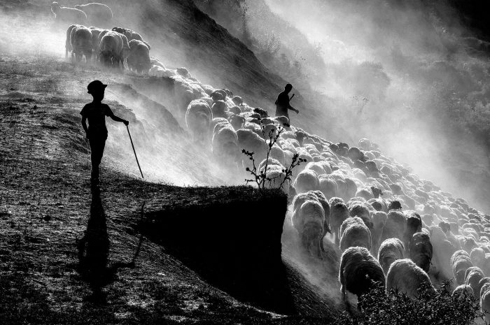 Фотопроект демонстрирует нежную связь между пастухами и их стадами