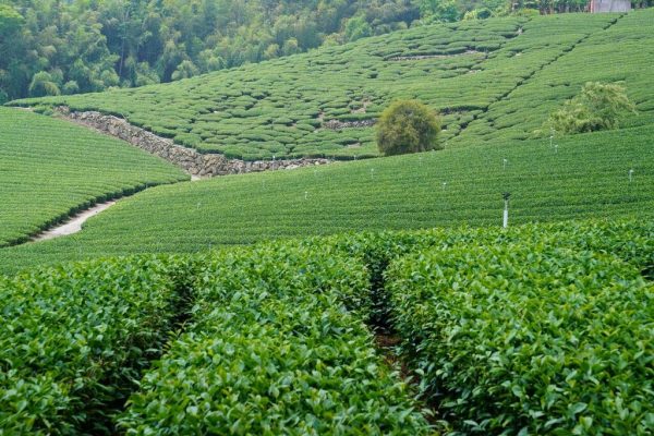 Четыре преимущества зелёного чая