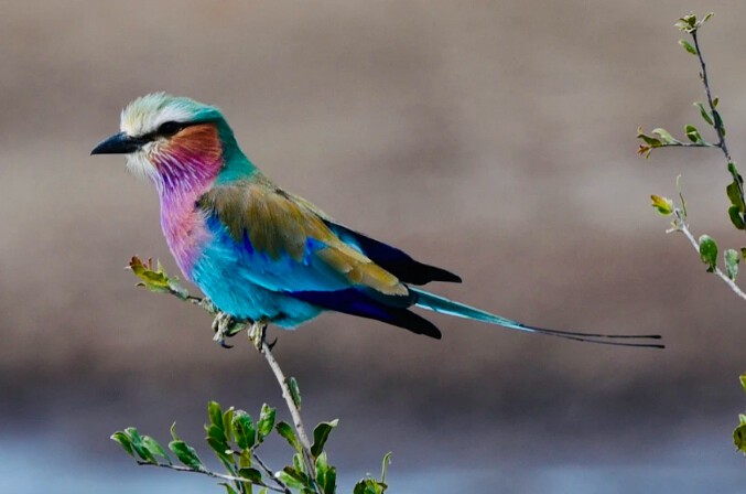Зимбабве: сафари вашей мечты