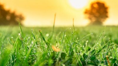 Молекулярные часы регулируют иммунный ответ растений на заражение патогенами