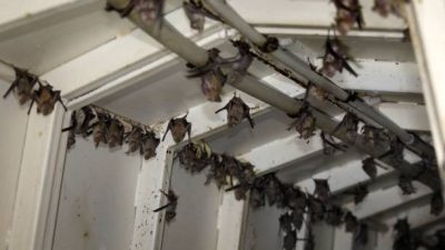 Летучие мыши. Фото: MENAHEM KAHANA/AFP via Getty Images)