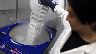 Сотрудник лаборатории достаёт замороженные стволовые клетки, 27 августа 2010 года, город Фармингтон, США. Фото: Spencer Platt/Getty Images